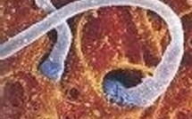 Tout savoir sur la fécondation Tout savoir sur la fécondation