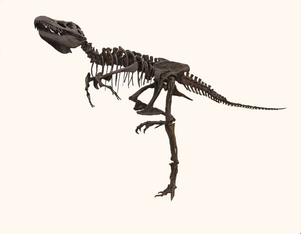Un cousin du T-rex