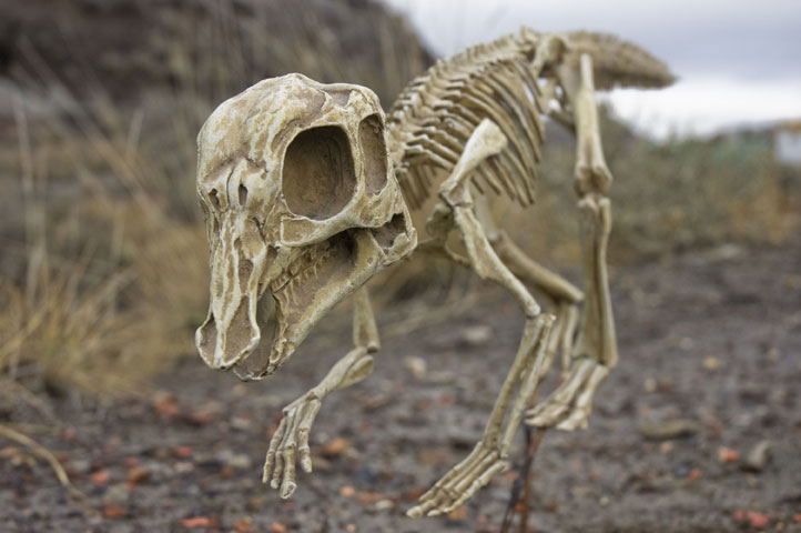 Bebe Hypacrosaurus Dans L Ombre Des Dinosaures L Expo Galerie Reussir Sa Vie Des Pistes De Reflexion Pour Construire Son Projet De Vie Bebe Hypacrosaurus Dans L Ombre Des Dinosaures L Expo Galerie Reussir Sa Vie Des Pistes De Reflexion Pour Construire Son Projet De Vie