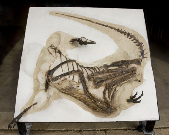 Struthiomimus Struthiomimus